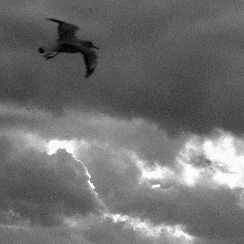 Ein Vogel auf dem Hintergrund von Sturmwolken